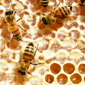 ABEJA 5B